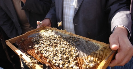Diyarbakır’da 482 arıcıya 1 milyon 11 bin TL ödeme yapılacak