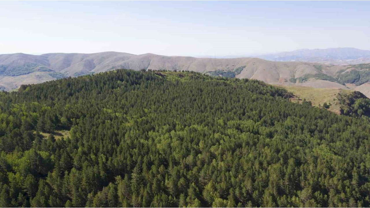 Sivas’ta Ormanlara Giriş Yasaklandı