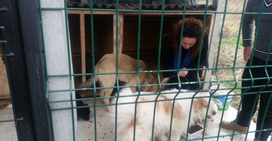Lisesi öğrencilerden barınak hayvanlara yem
