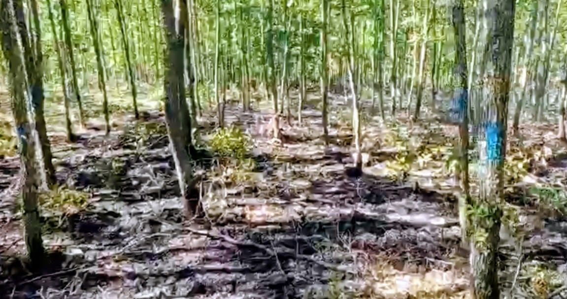 Bilecik’te Orman Yangını Büyümeden Söndürüldü