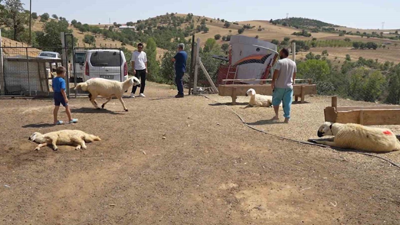 Kırıkkale’de İki Ayrı Besicinin 210 Hayvanı Telef Oldu: 63 Yaşındaki Kadın Gözyaşlarını Tutamadı