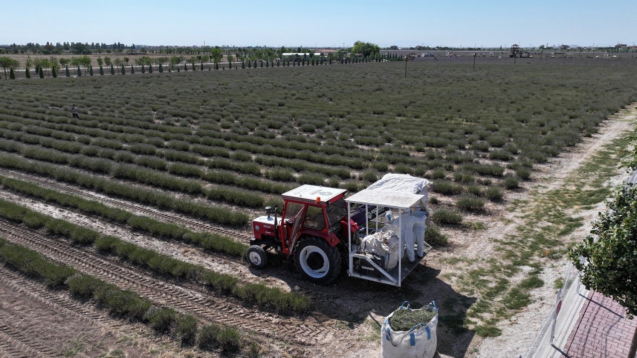 Türkiye’nin En Büyük Lavanta Bahçesi’nde Hasat Zamanı