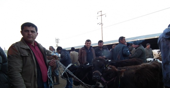Efeler hayvan pazarına yoğun ilgi