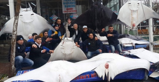 Akdeniz’in Batman’leri tezgahları süsleyince bilim dünyası ayağa kalktı