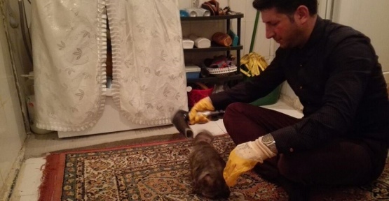 Tüylerine yapıştırıcı sürülen kediye duyarlı vatandaş sahip çıktı