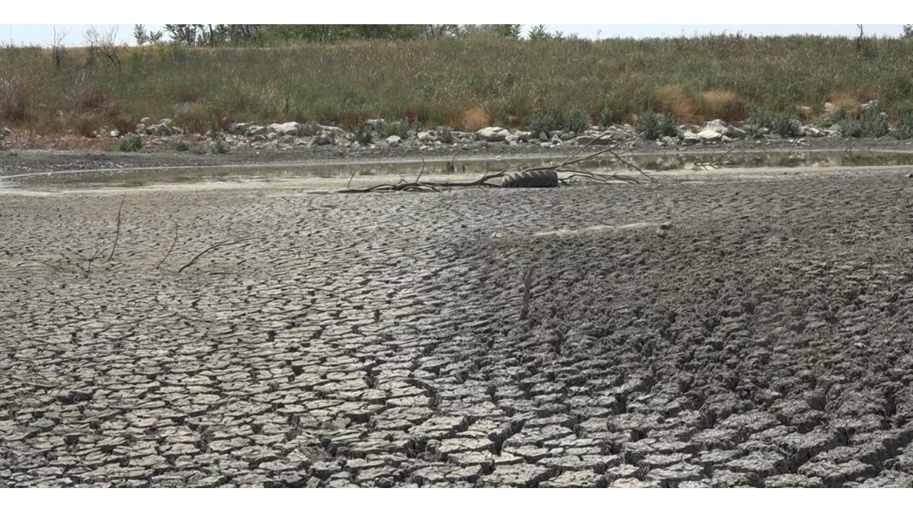 Aşırı Sıcaktan Kuruyan Gölette Balıklar Telef Oldu