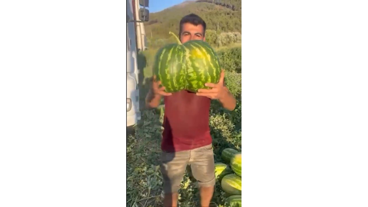 Bilecik’te Hasat Edilen İkiz Kavun Ve Karpuz Görenleri Hayrete Düşürdü
