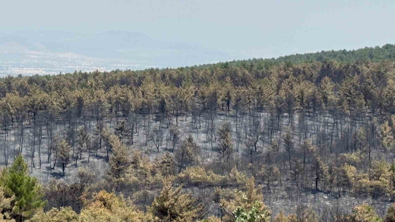 Orman Yangınında Zarar Gören Alanlar İçin Yeşillendirme Çalışması Başlatıldı
