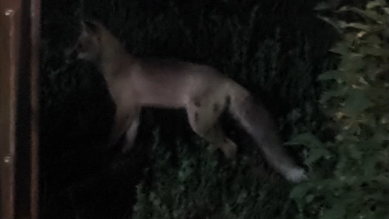 Tatvan İlçe Merkezinde Tilki Paniği