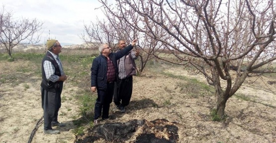 Çiçek açan kayısıyı don vurdu