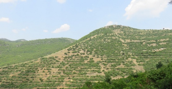 Kayseri’de 3 milyon 664 bin adet fidan toprakla buluşturuldu