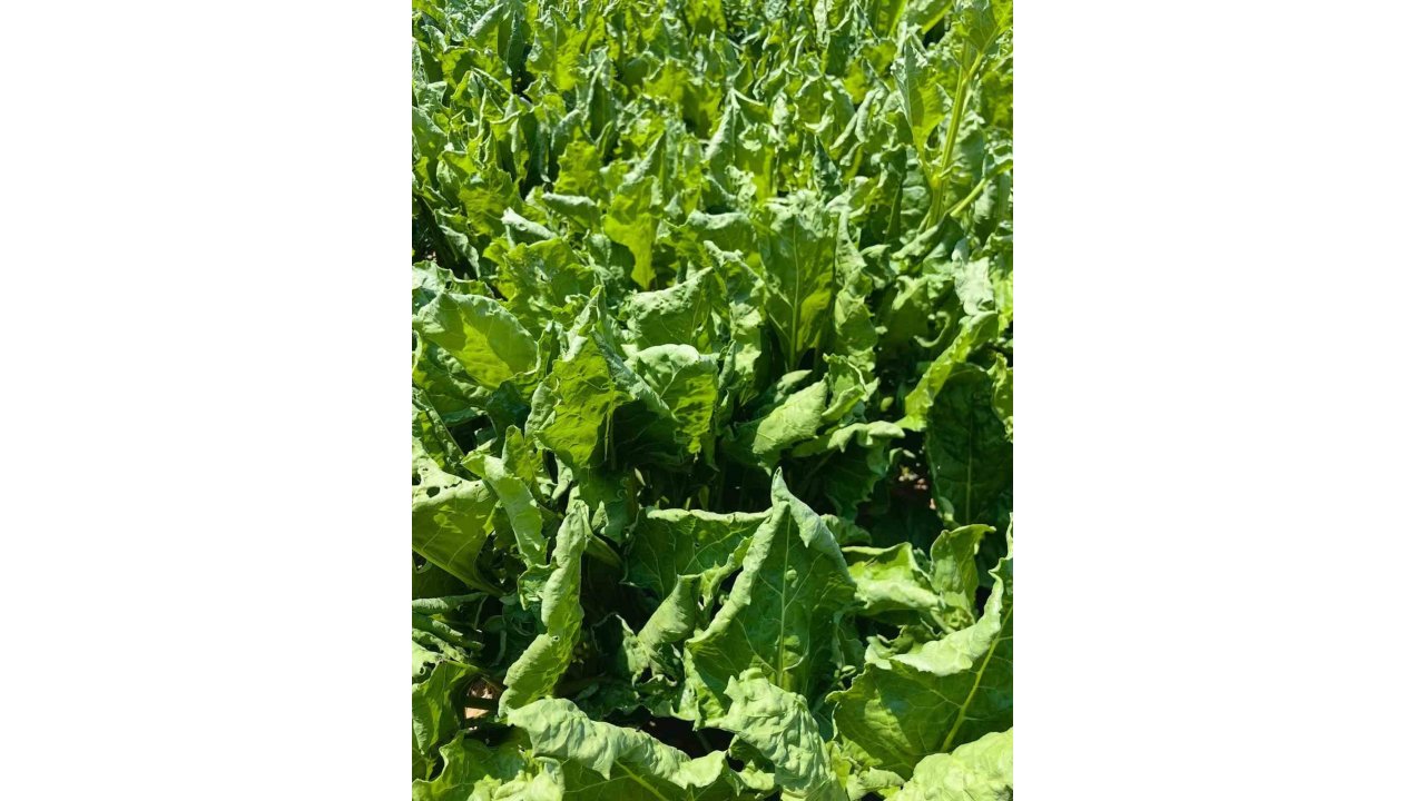 Karapınar’da Şeker Pancarında Yaprak Kıvırcıklığı Tespit Edildi