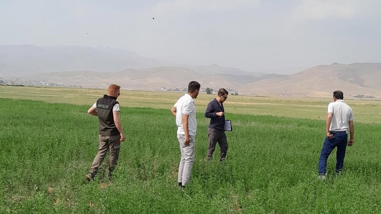 Yüksekova’nın Ovasında Yem Bitkileri İncelendi