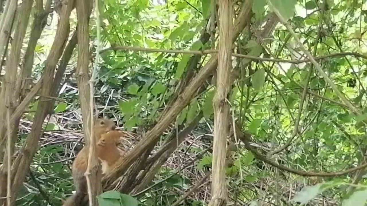 Davetsiz Misafire Böyle Seslendi: