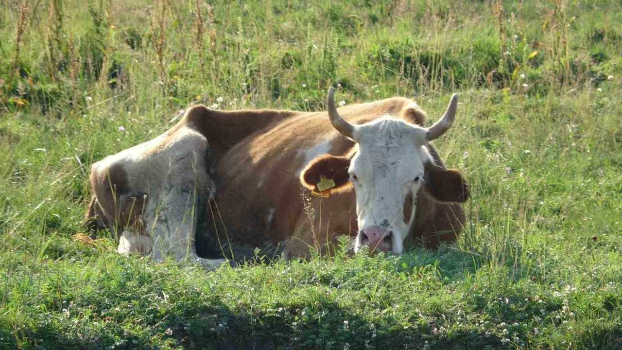 Ardahan’da Şap Korkusu