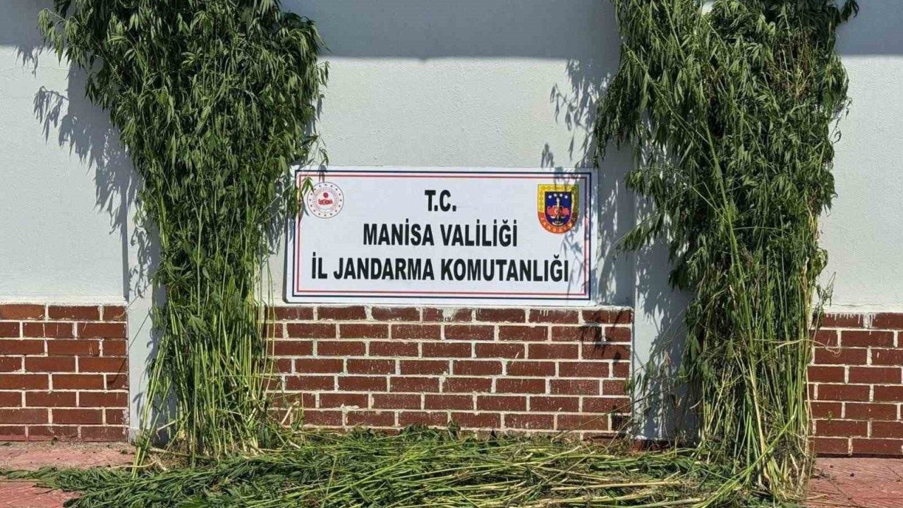 Soma’da 1.620 Kök Kenevir Ele Geçirildi