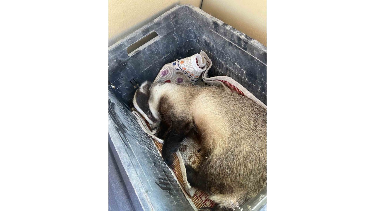 Aracın Çarptığı Porsuk Yaralandı