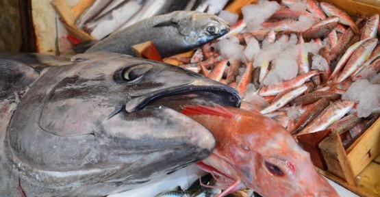 Dev orkinos 2 bin 500 liraya satıldı