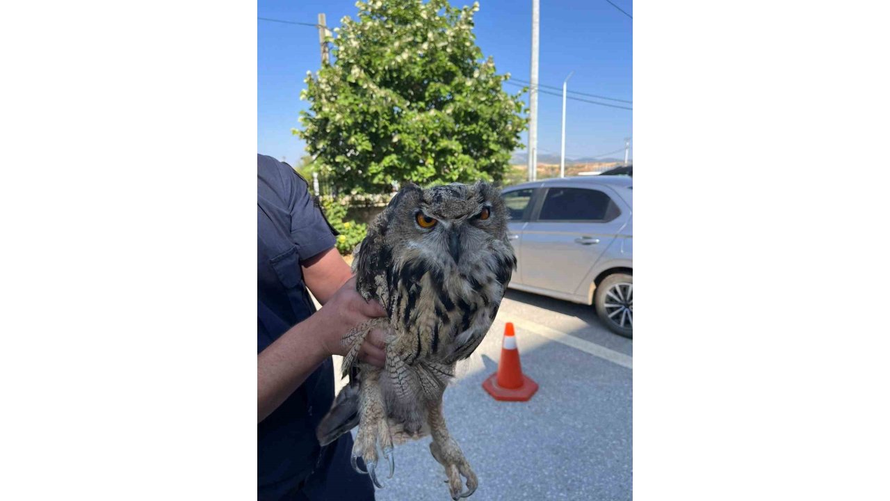 Yaralı Bulunan Baykuş Koruma Altına Alındı