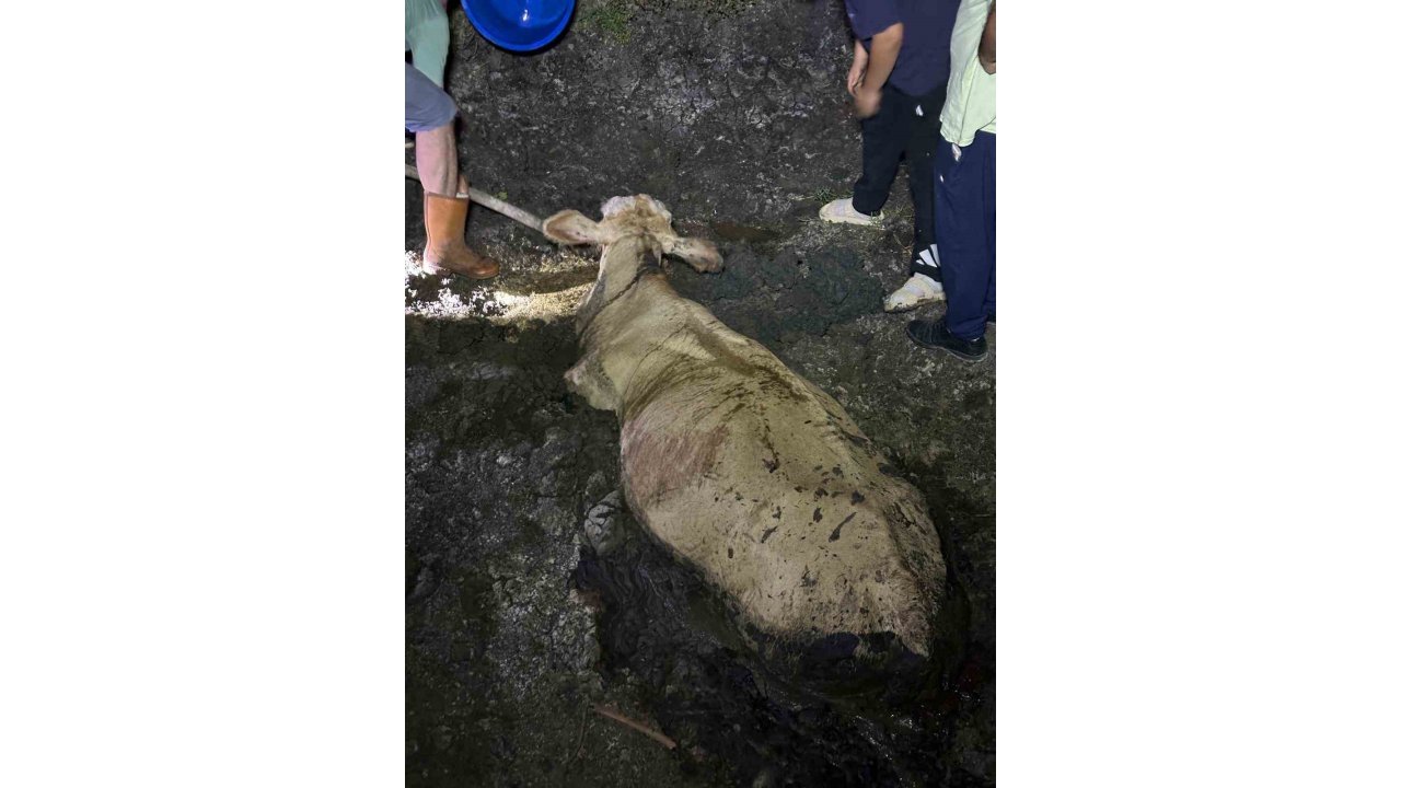 Zonguldak’ta Kaybolan Büyükbaş Hayvan Bataklıkta Bulundu