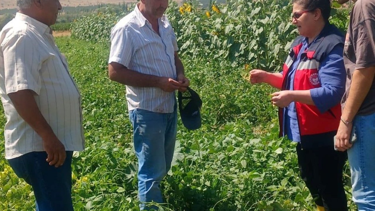 Kütahya’da Fasulye Ve Mısır Tarlalarında Hastalık Ve Zararlı Kontrolü