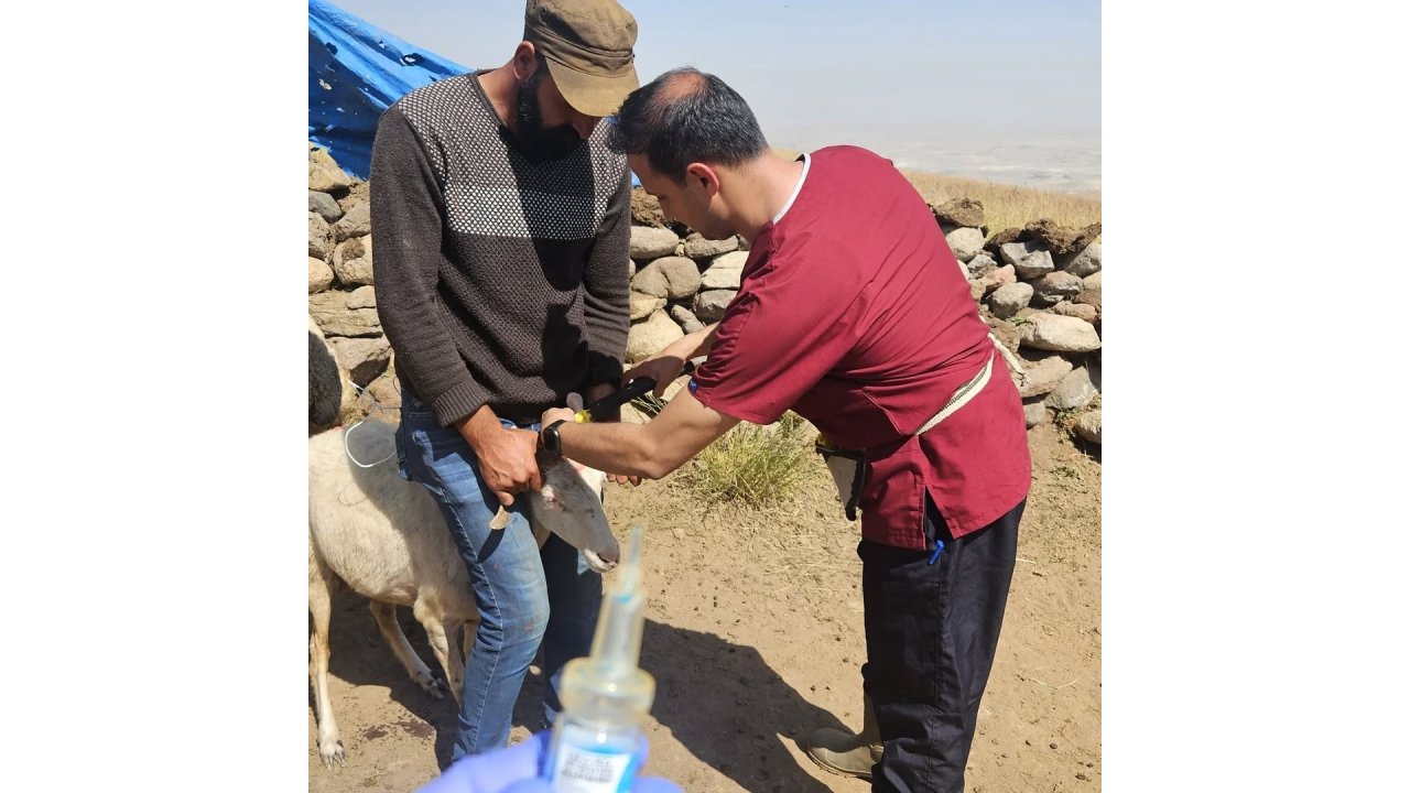 Diyadin’de Küçükbaş Hayvanlara Kimlik Ve Sağlık Takibi