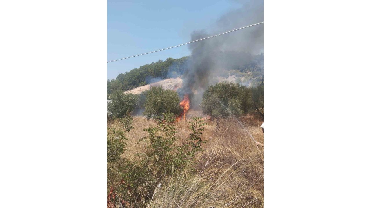Kumluca’da Çıkan Yangında Bir Dönüm Zeytinlik Alan Yandı