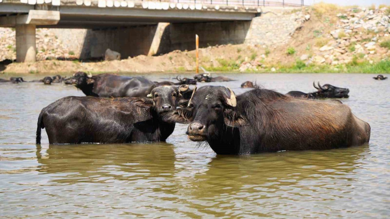 Muş’ta Mandalar Şap Hastalığına Karşı Suda Yüzdürülüyor