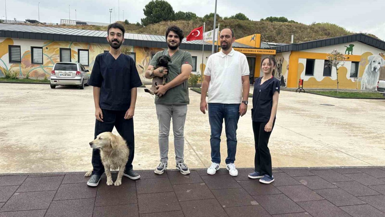 Zifte Bulanan Yavru Köpek Rehabilitasyon Merkezinde Yaşama Tutundu