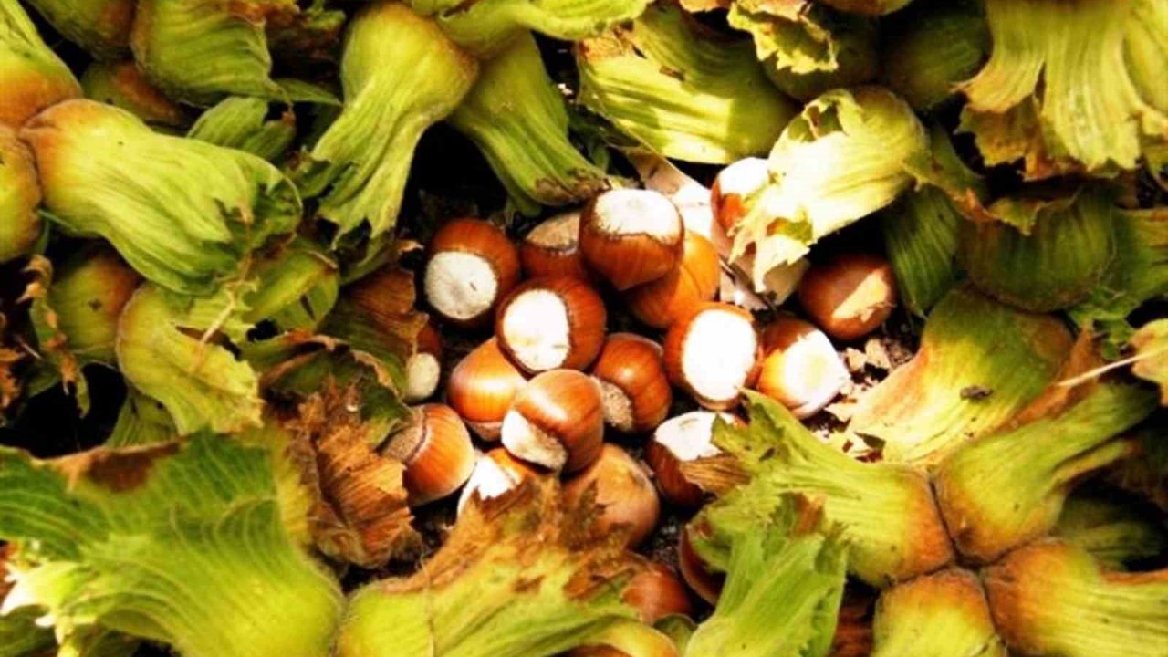 Samsun’da Fındık Hasadı Başladı: File Yöntemi Maliyeti Düşürüyor, Kaliteyi Artırıyor