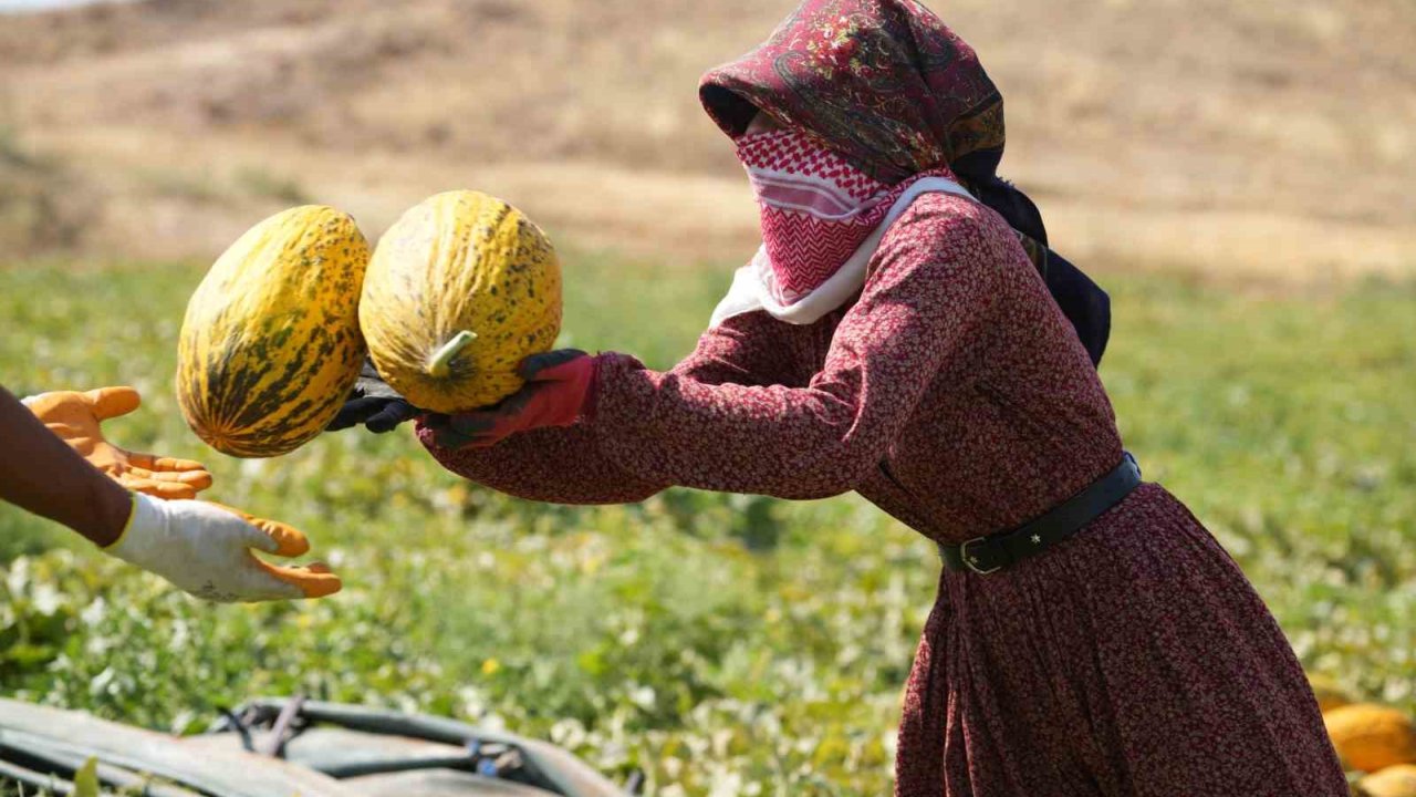 40 Derece Sıcaklıkta Kavun Hasadı Başladı: Yüksek Verim, Üreticinin Yüzünü Güldürdü