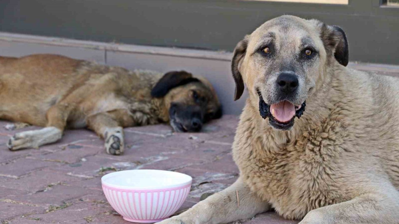 Antalya’nın Denizi Bile Yanıyor: Termometreler 45, Deniz Suyu 32 Derece