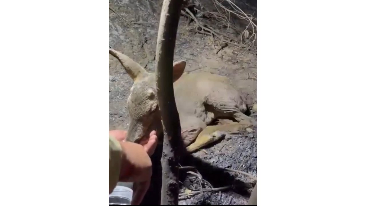 Çanakkale’de Çıkan Orman Yangınında Yaralanan Yavru Ceylana Ekipler Su Yetiştirildi