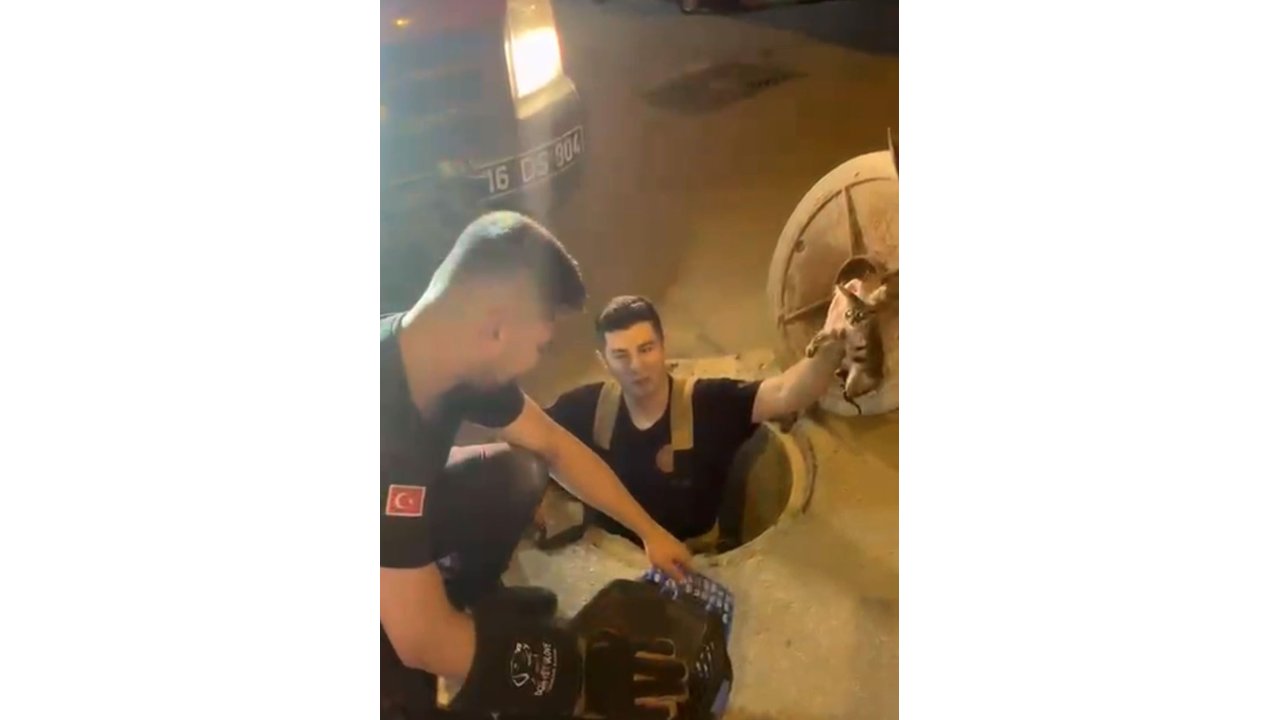 Kanalizasyonda Mahsur Kalan Kedi Böyle Kurtarıldı