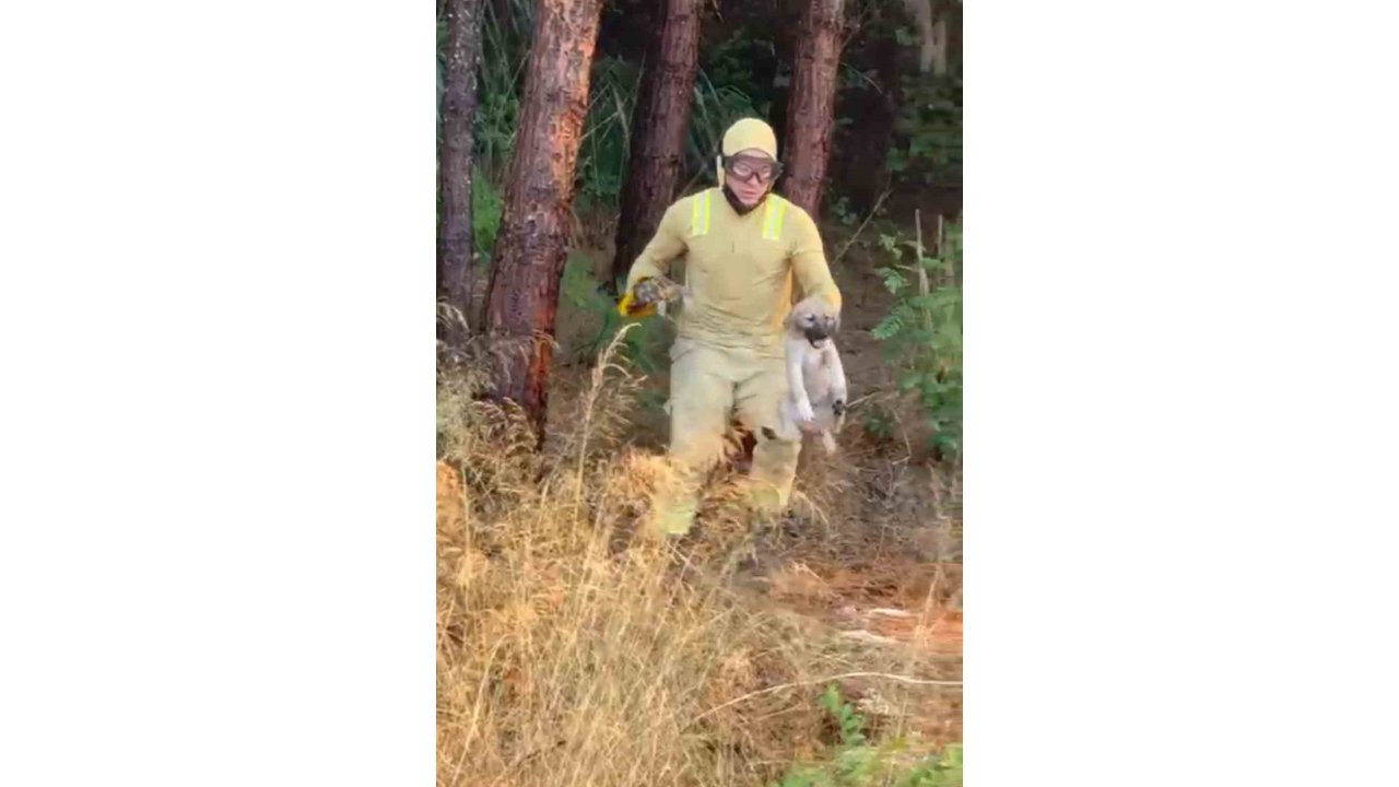 Orman Ekipleri Çanakkale’de Devam Eden Yangında Kaplumbağa Ve Köpek Yavrusunu Kurtardı