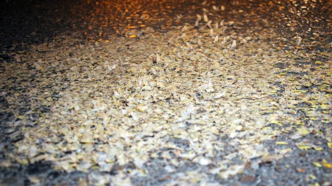 Yol Beyaza Büründü: Kar Değil, Birgün Sineklerinin ‘Ölüm Dansı’