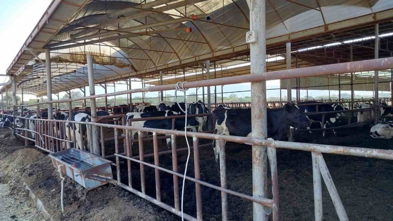 Söke’de Hastalıktan Ari İşletmeler Denetlendi