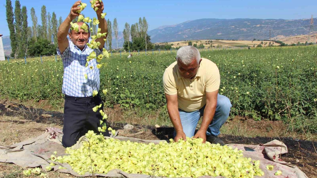 Amasya’nın Tescilli Bamyasına Afrika’dan Rakip Çıktı