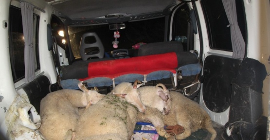 Hayvan hırsızları yakalandı