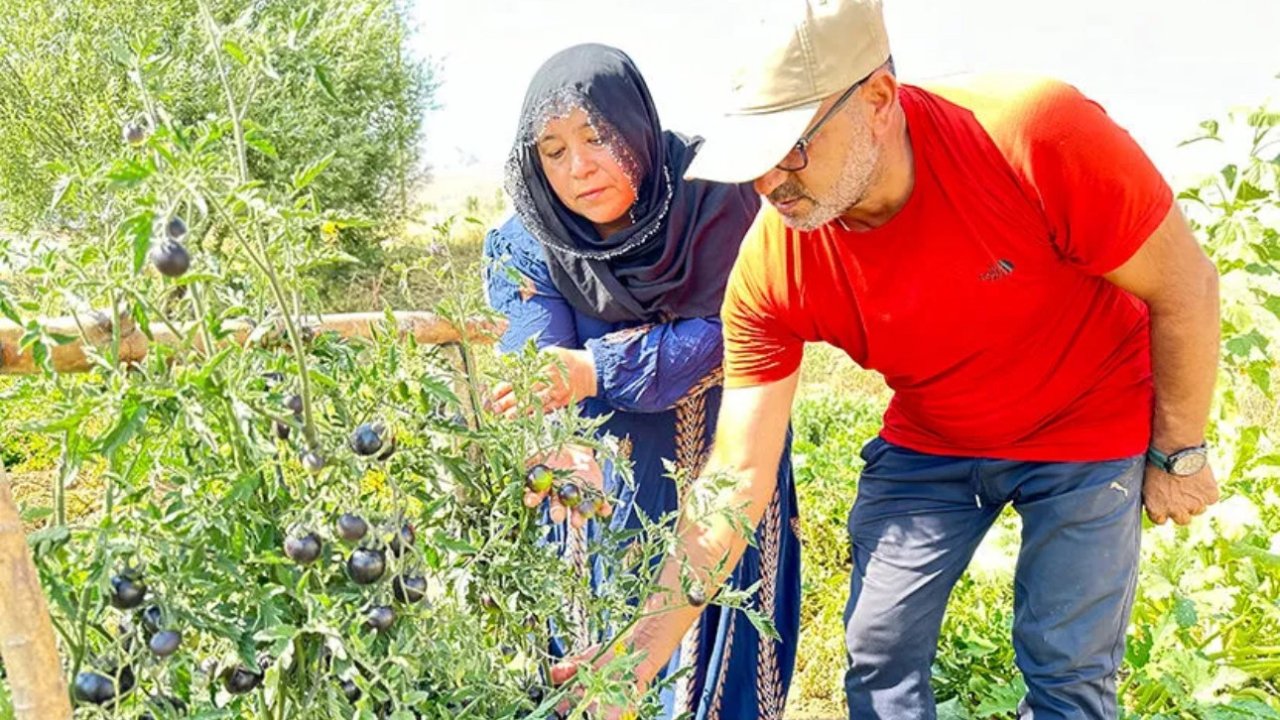 Yüksekova’da Siyah Domates 2 Senedir Aynı Çiftçi Tarafından Yetiştiriliyor