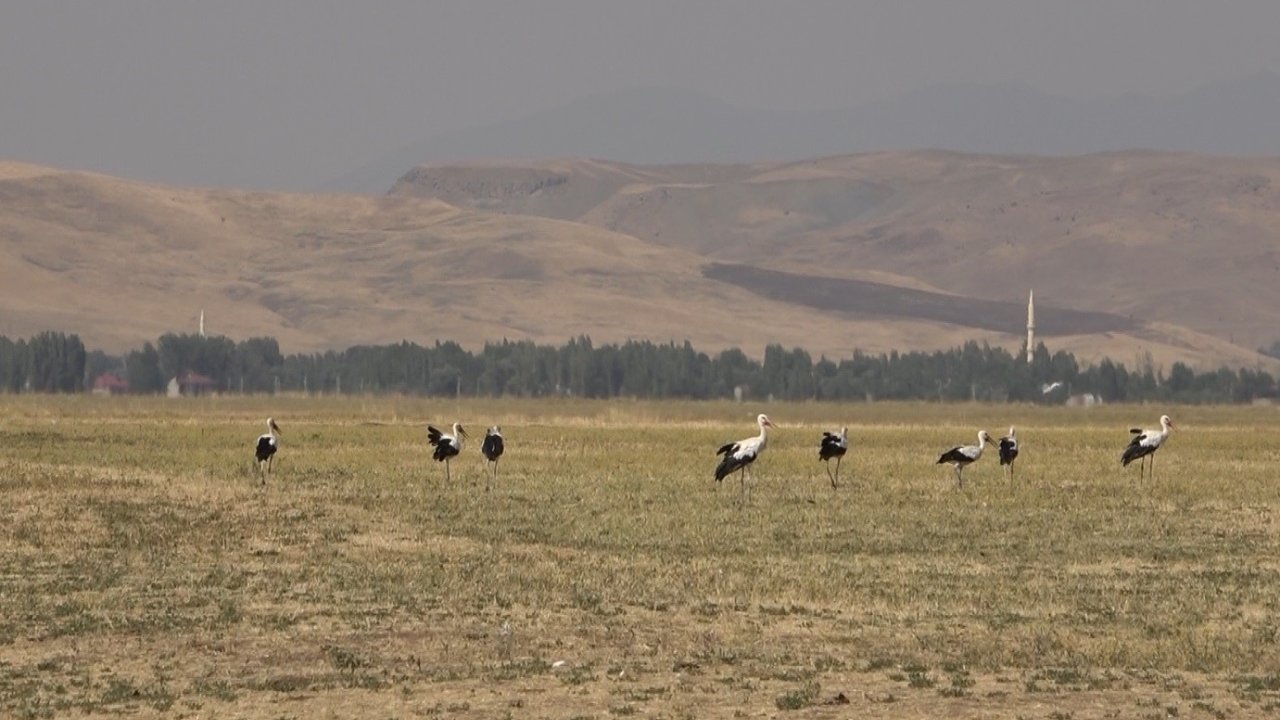 Muş Ovası’nda Leylekler Büyük Göçe Hazır