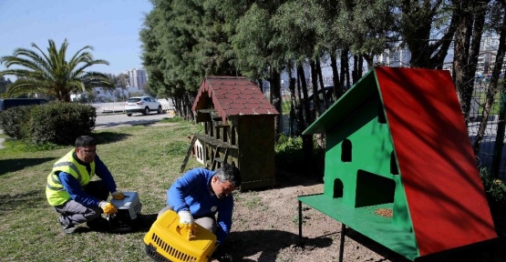 Karşıyaka’da ‘evsiz’ kedi kalmayacak