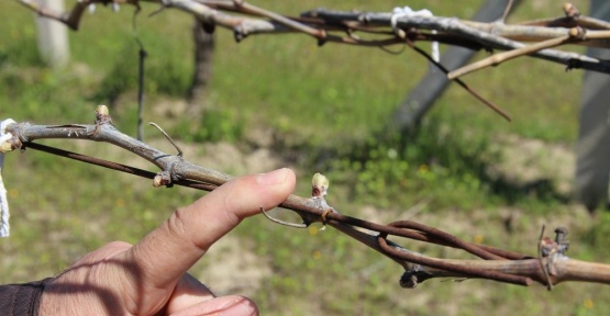 (Özel Haber) Üzüm üreticileri tetikte