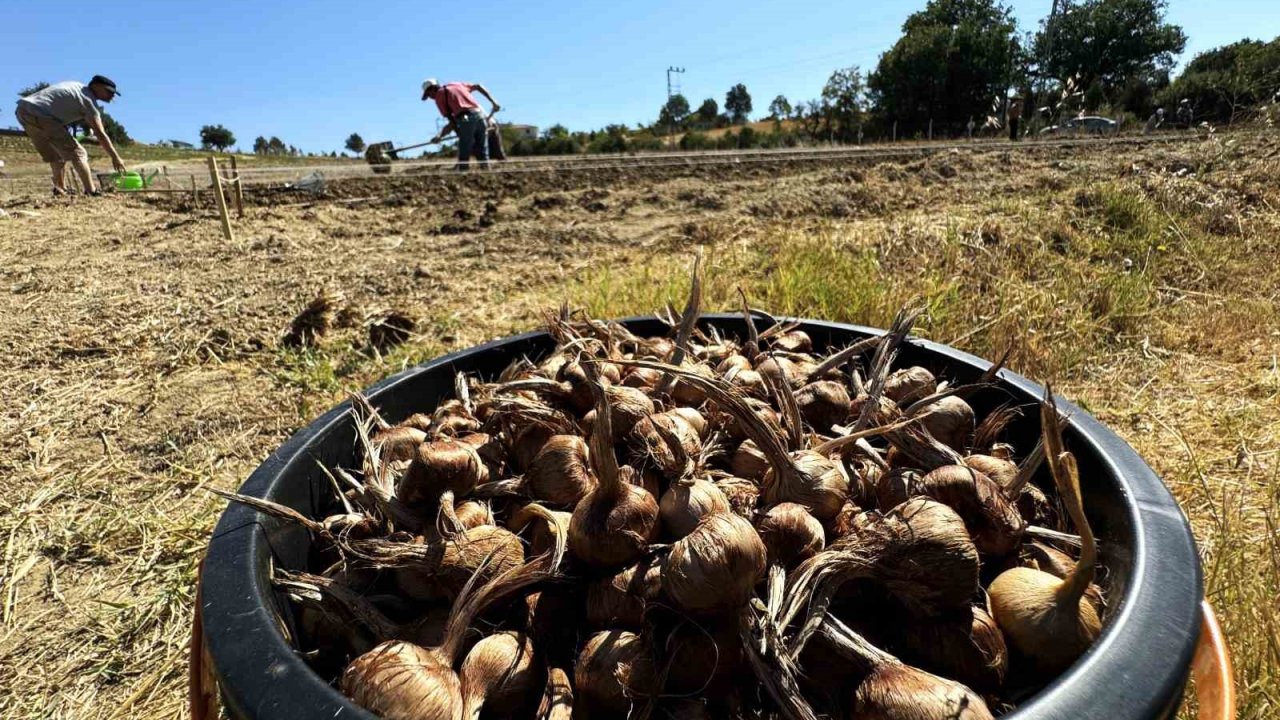 Dünyanın En Pahallı Baharatı Safran Toprakla Buluşuyor