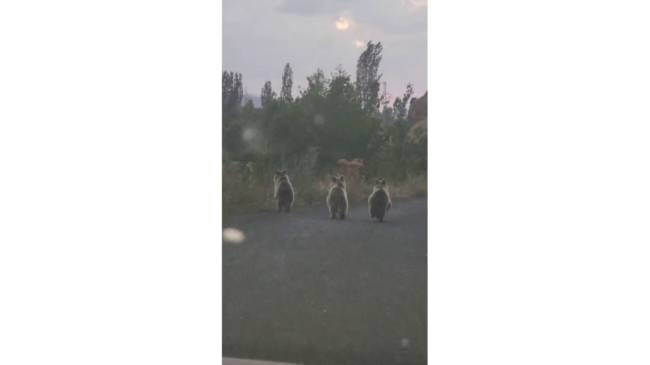Yavru Ayılar Otomobile Yol Vermedi