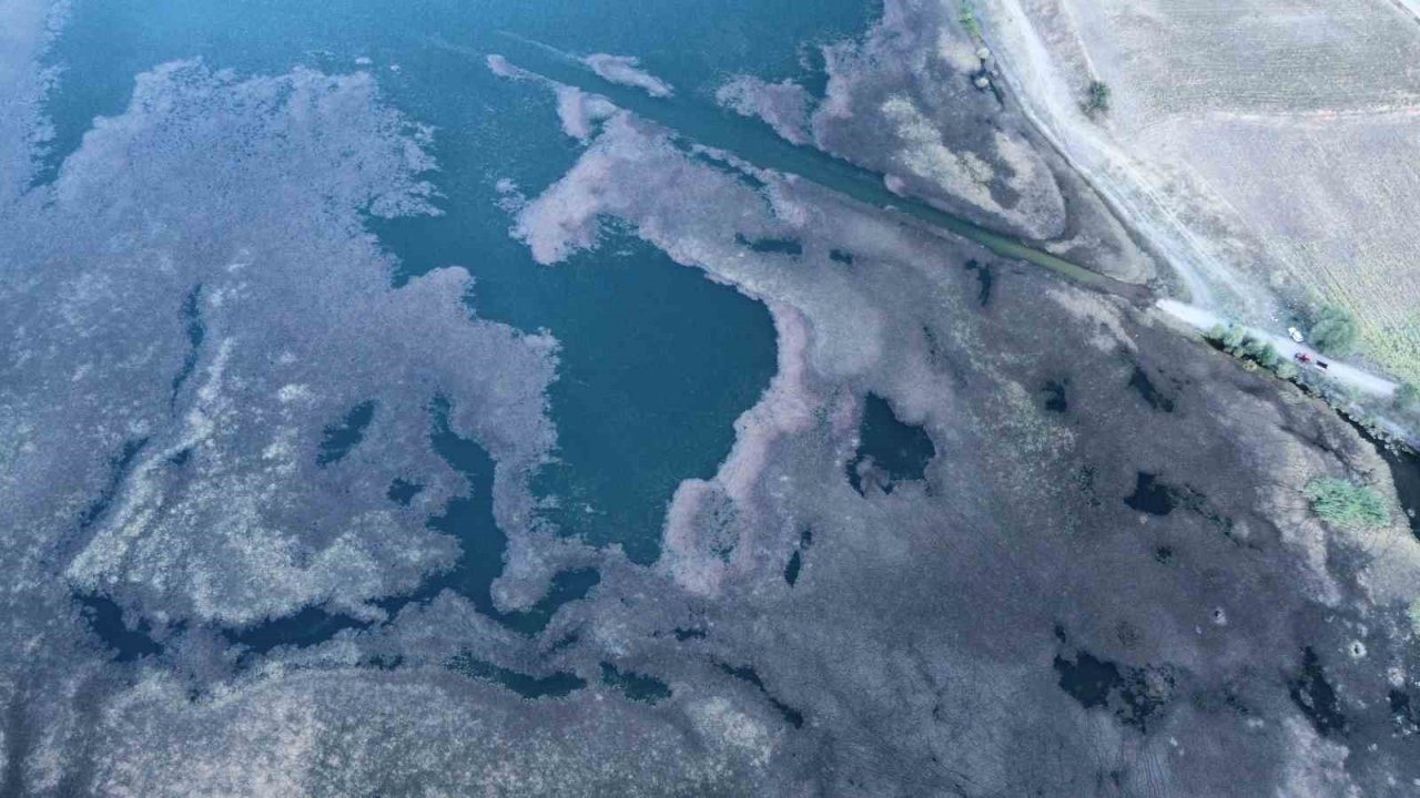 Hızla Yayılan Yosun Ve Sazlıklar Göleti Kapladı