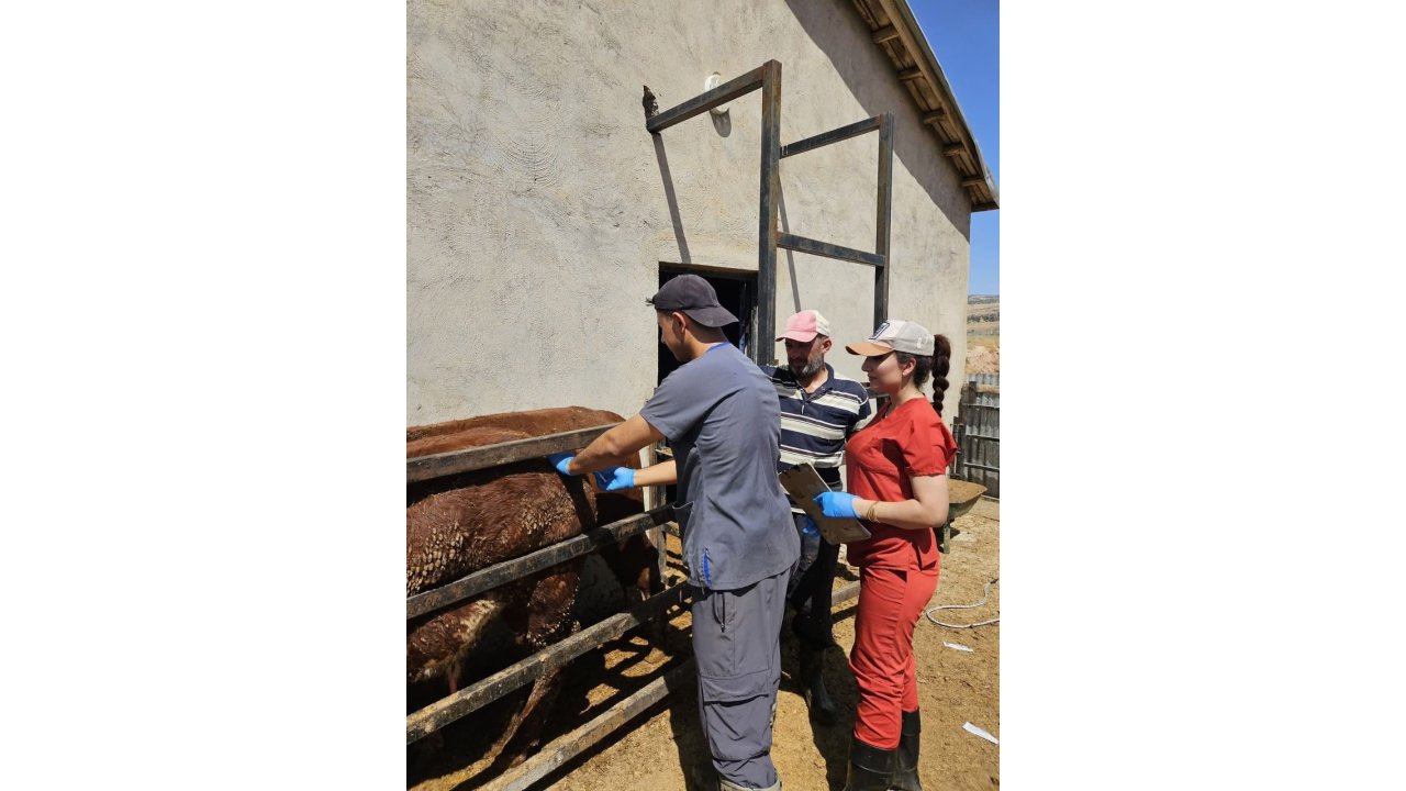 Elazığ’da Besilik İthal Hayvanlarda Numune Çalışması Yapıldı