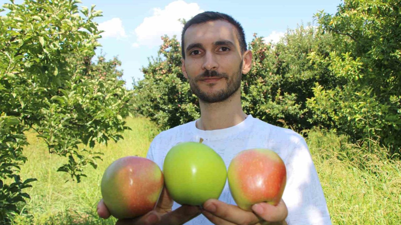 Elmalarını Zirai Dondan Koruyan Çiftçi Hasada Başladı: 80 Ton Rekolte Bekliyor