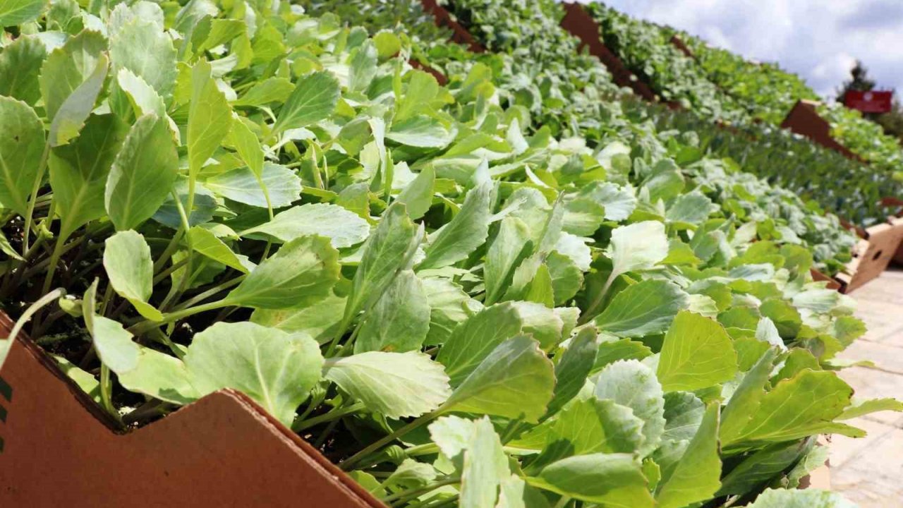 Bafra Ovası’nda İhracata Uygun Sebze Üretilecek