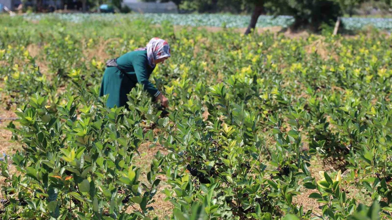 Bafra Ovası’nda Aronya Üretimi Yaygınlaşıyor